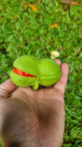 Diploglottis harpullioides, photograph 2