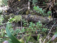 Peperomia hesperomannii