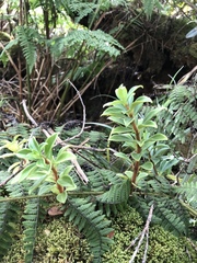 Peperomia hesperomannii