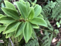 Peperomia hesperomannii