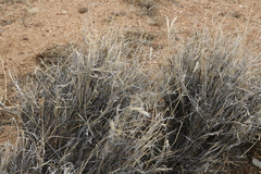 Hilaria rigida