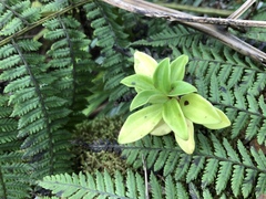 Peperomia hesperomannii