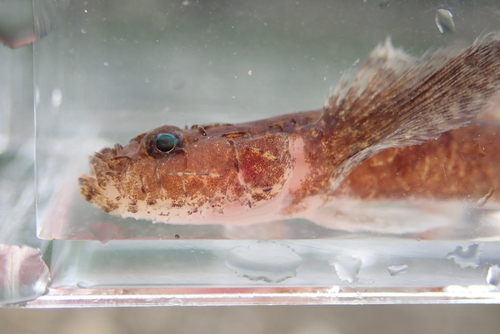 Callogobius tanegasimae