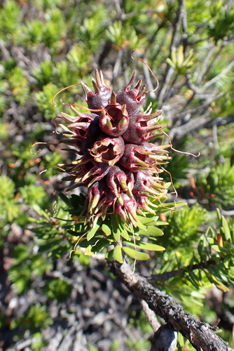 scarlet kunzea (Kunzea baxteri)