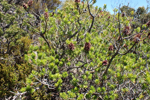Kunzea baxteri, photograph 4