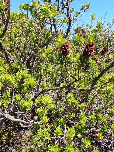 Kunzea baxteri, photograph 5