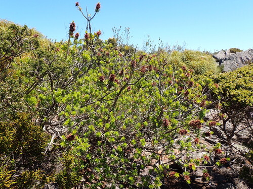 Kunzea baxteri, photograph 6