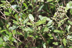 Lithraea brasiliensis