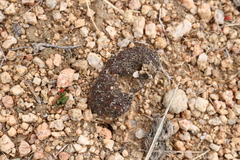 Clavascidium lacinulatum