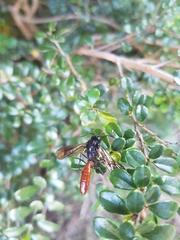 Elaphroptera nigripennis