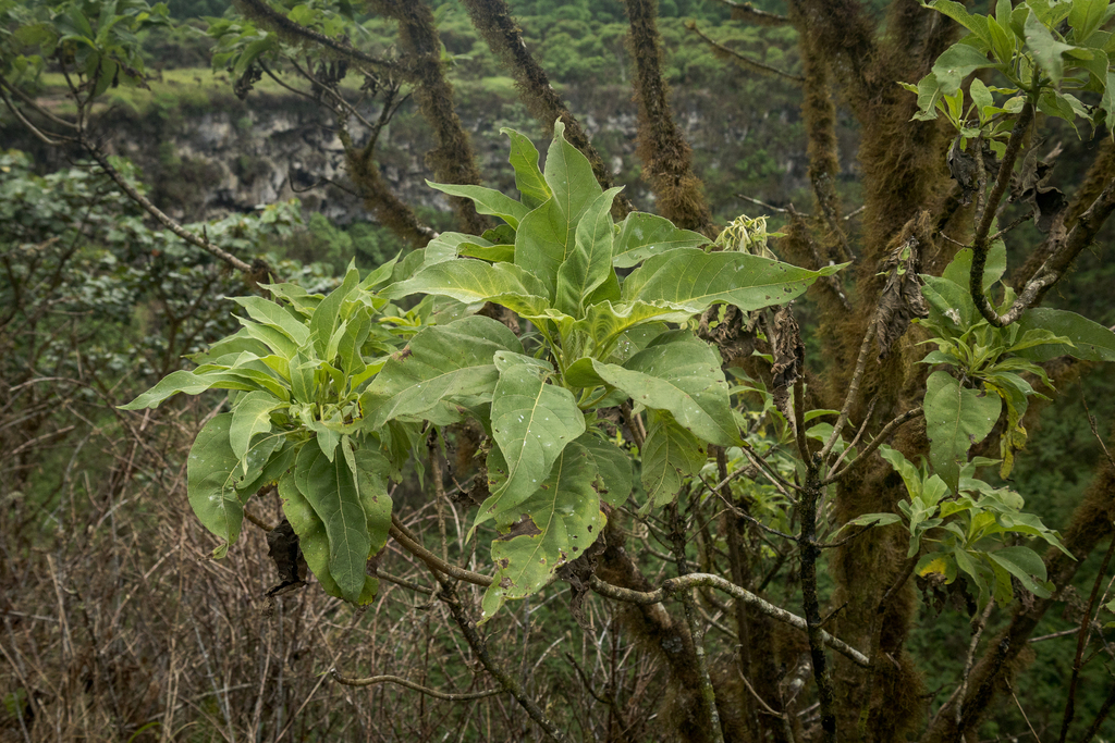 Scalesia pedunculata; photograph (c) Chris Kirby-Lambert, some rights reserved (CC BY)