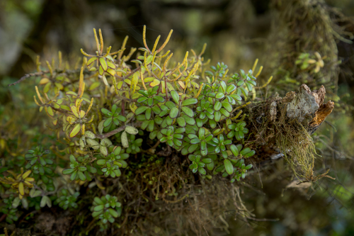 Peperomia inaequalifolia