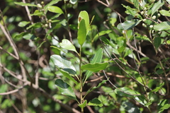 Lithraea brasiliensis