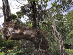 Astelia argyrocoma