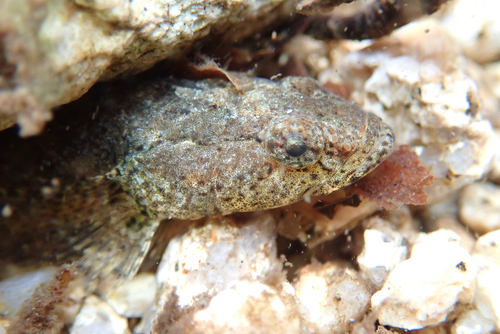 Hikimi sleeper (Odontobutis hikimius) — Odontobutidae