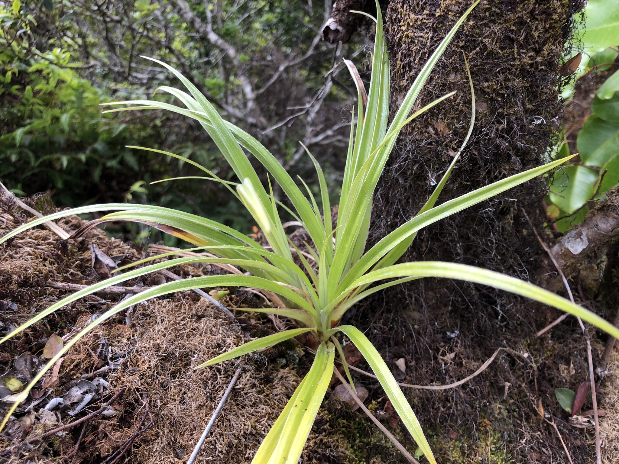 Astelia argyrocoma