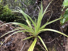 Astelia argyrocoma