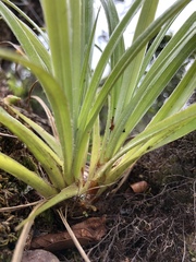 Astelia argyrocoma