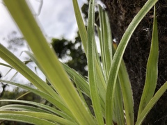 Astelia argyrocoma