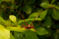 Compsocerus violaceus