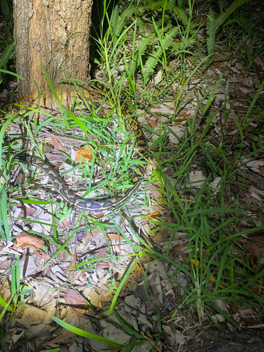 Coastal Carpet Python sighting