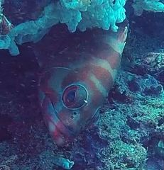 Epinephelus fasciatus