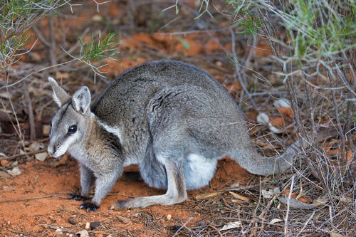 Wallaby - Is It Different From The Kangaroo?