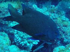 Plectroglyphidodon obreptus