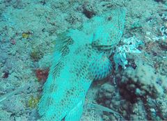 Epinephelus bilobatus