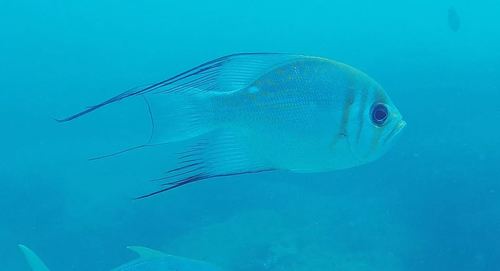 Pearl perch (Glaucosoma magnificum) — Glaucosomatidae — 3