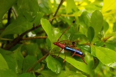 Compsocerus violaceus