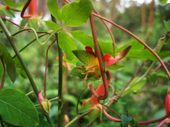 Tropaeolum pentaphyllum