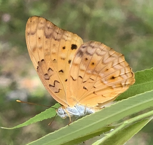 Common Leopard