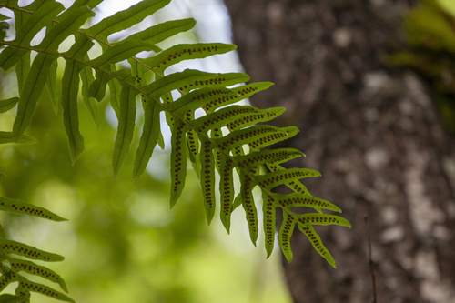 Drynaria delavayi observed 2025-08-13