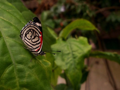 Diaethria candrena