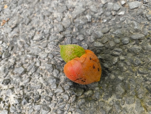 Semecarpus australiensis observed 2025-12-13