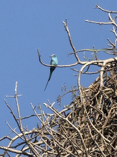 Abyssinian Roller