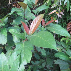 Ficus congesta