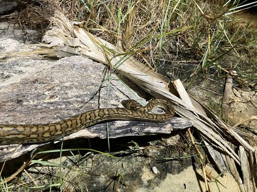 Coastal Carpet Python sighting