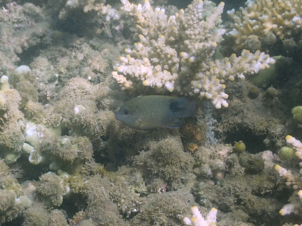 Bluntsnout Gregory (Stegastes punctatus)
