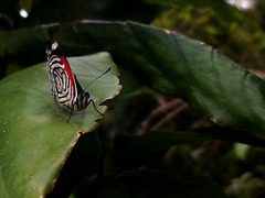 Diaethria candrena