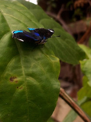 Diaethria candrena