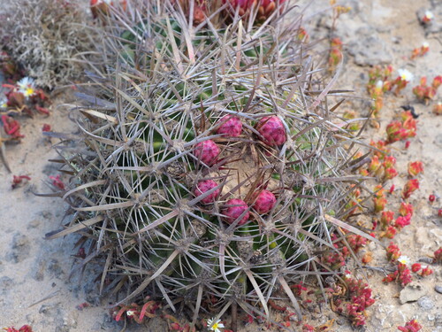 Ford barrel cactus (Ferocactus fordii)
