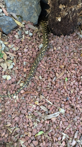 Coastal Carpet Python sighting