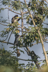 Trachypithecus phayrei