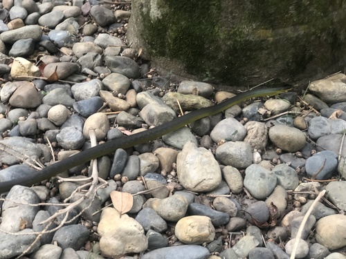 Common Tree Snake sighting