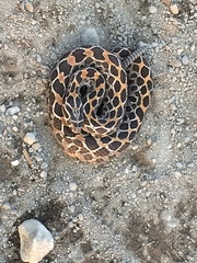 Crotalus polystictus