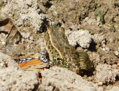 Lithobates yavapaiensis
