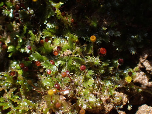 Fissidens oblongifolius observed 2025-09-26