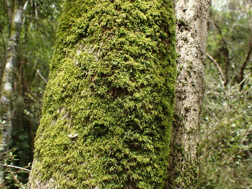 Hedenaesia muriculata observed 2025-11-25